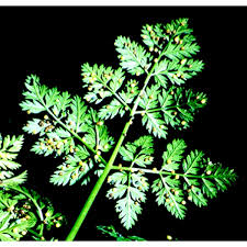 Attēlu rezultāti vaicājumam “Peucedanum palustre leaf”