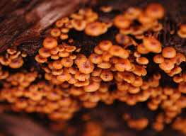 Attēlu rezultāti vaicājumam “Xeromphalina campanella”