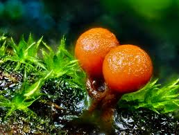 Attēlu rezultāti vaicājumam “Diderma radiatum sessile”