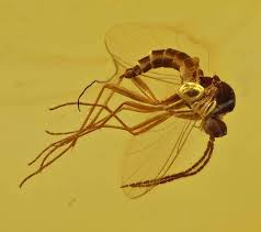 Attēlu rezultāti vaicājumam “Nematocera”