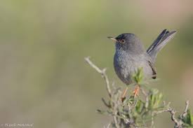 Image result for Sylvia sarda