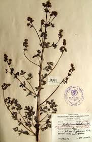 Attēlu rezultāti vaicājumam “Thalictrum minus leaf”