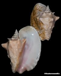 Image result for Aliger gigas