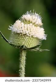 Image result for Dipsacus silvestris