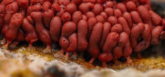 Attēlu rezultāti vaicājumam “Arcyria minuta macro”