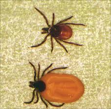 Attēlu rezultāti vaicājumam “Ixodes female”