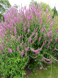 Attēlu rezultāti vaicājumam “Lythraceae”