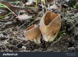 Attēlu rezultāti vaicājumam “Helvella acetabulum”