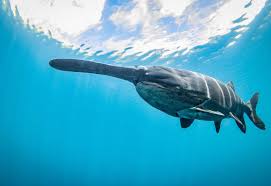 Image result for Polyodon spathula