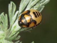 Attēlu rezultāti vaicājumam “Tritomegas bicolor nymph”