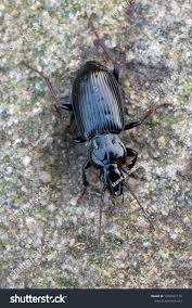 Attēlu rezultāti vaicājumam “Pterostichus quadrifoveolatus”