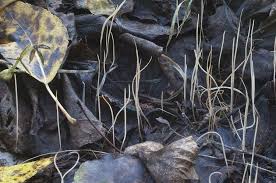 Attēlu rezultāti vaicājumam “Typhula erythropus”