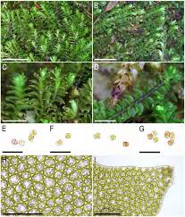 Attēlu rezultāti vaicājumam “Tritomaria exsecta”