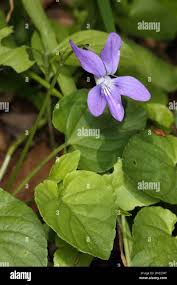 Attēlu rezultāti vaicājumam “Viola hirta leaf”