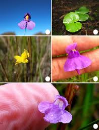 Attēlu rezultāti vaicājumam “Lentibulariaceae”