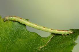 Attēlu rezultāti vaicājumam “Cabera pusaria”