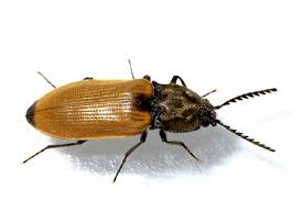 Attēlu rezultāti vaicājumam “Anostirus castaneus”