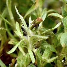 Attēlu rezultāti vaicājumam “Gnaphalium sylvaticum bud”