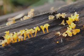 Attēlu rezultāti vaicājumam “Dacrymyces chrysospermus spores”