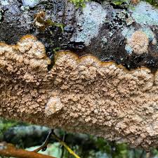 Attēlu rezultāti vaicājumam “Phlebia radiata”