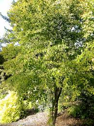 Attēlu rezultāti vaicājumam “Cercidiphyllum japonicum”