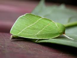 Attēlu rezultāti vaicājumam “Bena bicolorana”