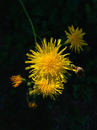 Attēlu rezultāti vaicājumam “Sonchus arvensis subsp. uliginosus flower”