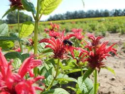 Attēlu rezultāti vaicājumam “Diderma montanum stalked”