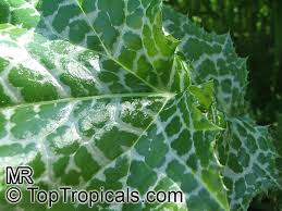 Image result for Silybum marianum