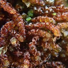 Attēlu rezultāti vaicājumam “Nowellia curvifolia”