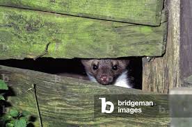 Attēlu rezultāti vaicājumam “Martes foina”