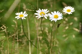 Attēlu rezultāti vaicājumam “Tripleurospermum inodorum flower”