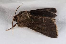 Attēlu rezultāti vaicājumam “Thalpophila matura”