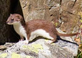 Attēlu rezultāti vaicājumam “Mustela nivalis adult”