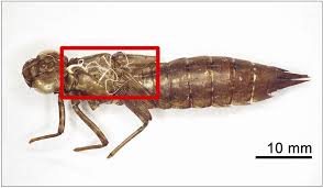 Attēlu rezultāti vaicājumam “exuvia”