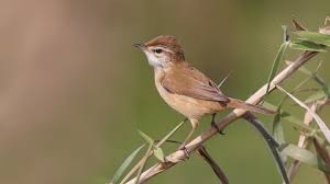 Image result for Acrocephalus agricola