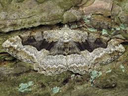 Image result for przyk adnica