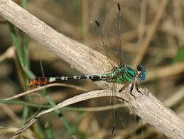 Attēlu rezultāti vaicājumam “Gomphidae”