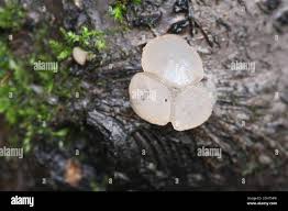 Attēlu rezultāti vaicājumam “Neobulgaria pura”