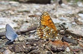 Attēlu rezultāti vaicājumam “Melitaea diamina underside”