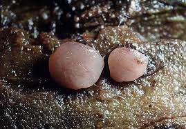 Attēlu rezultāti vaicājumam “Ombrophila violacea”