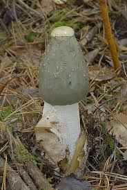 Attēlu rezultāti vaicājumam “Phallus impudicus”