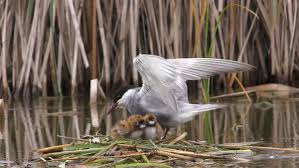 Attēlu rezultāti vaicājumam “Chlidonias hybrida”
