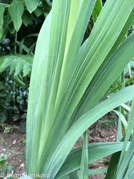 Attēlu rezultāti vaicājumam “Gladiolus imbricatus leaf”