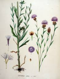 Attēlu rezultāti vaicājumam “Centaurea jacea”