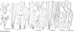 Attēlu rezultāti vaicājumam “Trichophorum cespitosum”