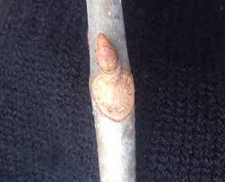 Attēlu rezultāti vaicājumam “Aesculus flava bud”