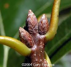 Attēlu rezultāti vaicājumam “Quercus rubra bud”