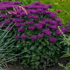 Attēlu rezultāti vaicājumam “Diderma globosum”