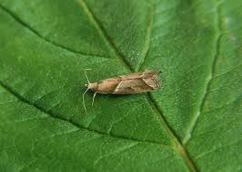 Attēlu rezultāti vaicājumam “Nyctegretis lineana”